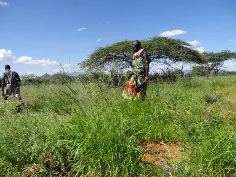 Rangelands